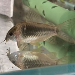 熱帯魚:コリドラススーパーパラレルス3尾ウンデュラータス4尾ナイス二ー2尾 熱帯魚:コリドラススーパーパラレルス3尾ウンデュラータス4尾ナイス二ー2尾