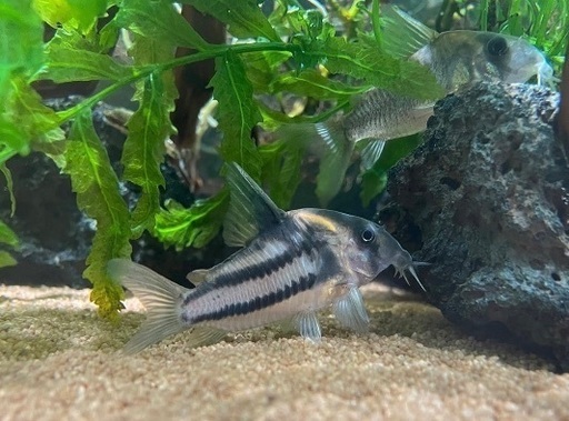熱帯魚:コリドラススーパーパラレルス3尾ウンデュラータス4尾ナイス二ー2尾