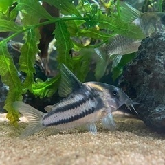 熱帯魚:コリドラススーパーパラレルス3尾ウンデュラータス4尾ナイ...