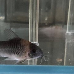 熱帯魚:コリドラススーパーパラレルス3尾ウンデュラータス4尾ナイス二ー2尾 熱帯魚:コリドラススーパーパラレルス3尾ウンデュラータス4尾ナイス二ー2尾