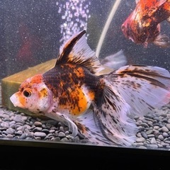 決定済みです。12/23引取限定！！900水槽　金魚セット