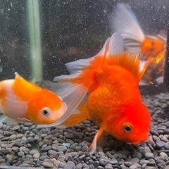 決定済みです。12/23引取限定！！900水槽　金魚セット