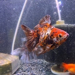 決定済みです。12/23引取限定！！900水槽　金魚セット