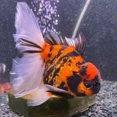 決定済みです。12/23引取限定！！900水槽　金魚セット