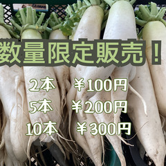 12/22（金）規格外(群馬県伊勢崎市産)　採れたて大根　数量限...