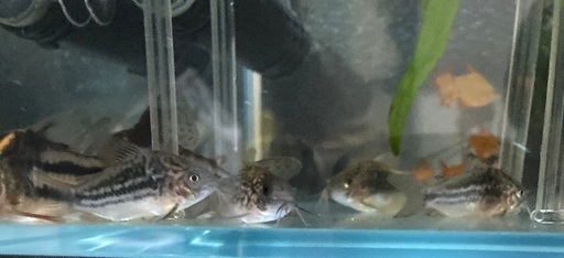 熱帯魚:コリドラススーパーパラレルス3尾ウンデュラータス4尾ナイス二ー2尾