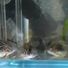 熱帯魚:コリドラススーパーパラレルス3尾ウンデュラータス4尾ナイス二ー2尾 熱帯魚:コリドラススーパーパラレルス3尾ウンデュラータス4尾ナイス二ー2尾