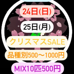 【五桜メダカ】12月23.24.25.日クリスマスSALE！