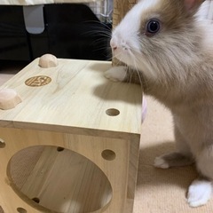 うさぎ　里親募集