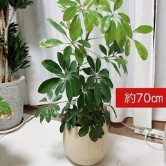 観葉植物9点