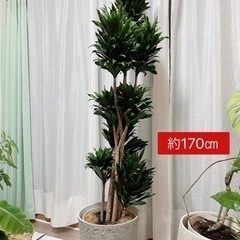 観葉植物9点