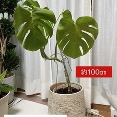 観葉植物9点