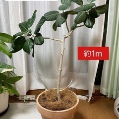 観葉植物9点