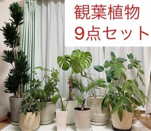 観葉植物9点