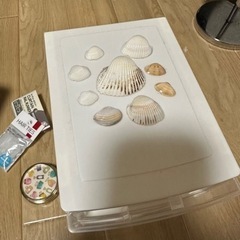 ★０円★綺麗な貝殻