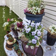 植物(サボテン以外)欲しいです。