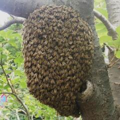 ニホンミツバチの分蜂群があれば、保護します。