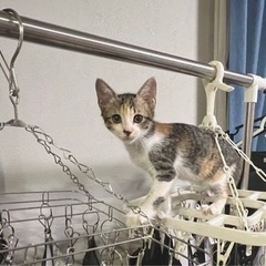 【急募】甘えん坊の三毛猫さん☺️の画像