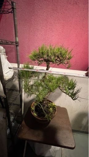 盆栽 黒松 庭木 黒松 盆栽 株立 植物 鉢付き インテリア 緑 プロが