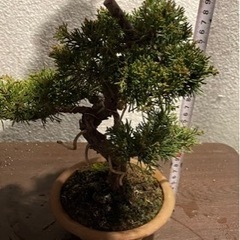 盆栽 真柏 素材 