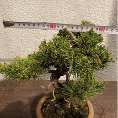 盆栽 真柏 素材 