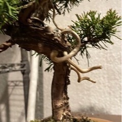 盆栽 真柏 素材 