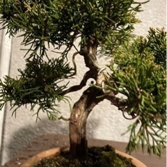 盆栽 真柏 素材 