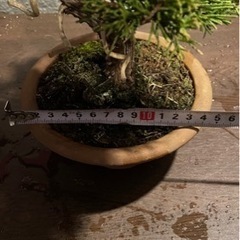 盆栽 真柏 素材 