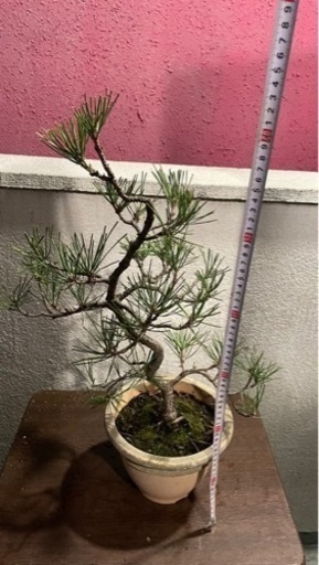 盆栽 黒松 庭木