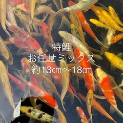 特鯉・新魚当歳★1匹1900円より・錦鯉30種類