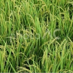 令和5年産新米、奈良県産ヒノヒカリ 30K 玄米