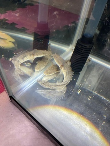 熱帯魚　オールセット