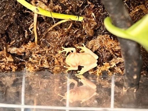 超安い アルビノアマガエル(※最後の1匹※)自然採取個体 その他 - その他