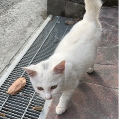 白ちゃん　男の子です◡̈⃝︎⋆︎*