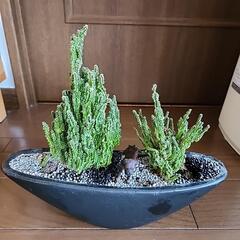 観葉植物　サボテン　オブジェ　鉢付