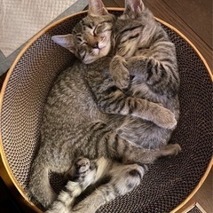 保護猫 キジトラ兄妹 3ヶ月【急募】