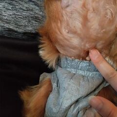 ヨークシャーテリア、１１歳５ヶ月(高齢犬) - 犬