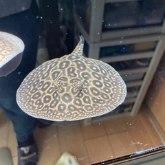 【直接引取限定】クロコダイルスティングレー 雌 目測15cm