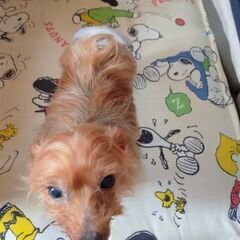 ヨークシャーテリア、１１歳５ヶ月(高齢犬) − 岩手県