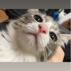 子猫推定4ヶ月♂