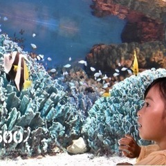 【新品未使用】Nikon 標準ズームレンズ AF-P DX NIKKOR 18-55mm f/3.5-5.6G VR ニコンDX