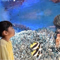 【新品未使用】Nikon 標準ズームレンズ AF-P DX NIKKOR 18-55mm f/3.5-5.6G VR ニコンDX