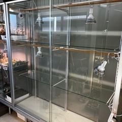 大型 ガラスケース 植物温室 アガベ 塊根