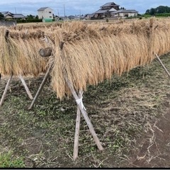 【もち米】マンゲツモチ 籾20kg 天日干し 令和5年収穫 新米