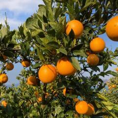 お話し中１セットのみ神山産無農薬🍊収穫し立て新鮮ネーブル約２kg...