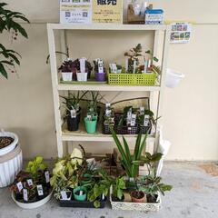  営業日変更のお知らせ   草花苗の無人販売     植物