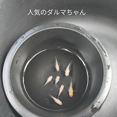 【厳選】ピュアホワイトダルマメダカ②‼️☆名古屋改良めだか直売所☆