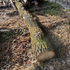 アカシヤの原木　薪　DIY 