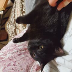 人懐こい黒猫くんです!