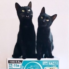 新年1/7譲渡会お見合い調整可　穏やか美黒猫❤️ミラーちゃん − 東京都